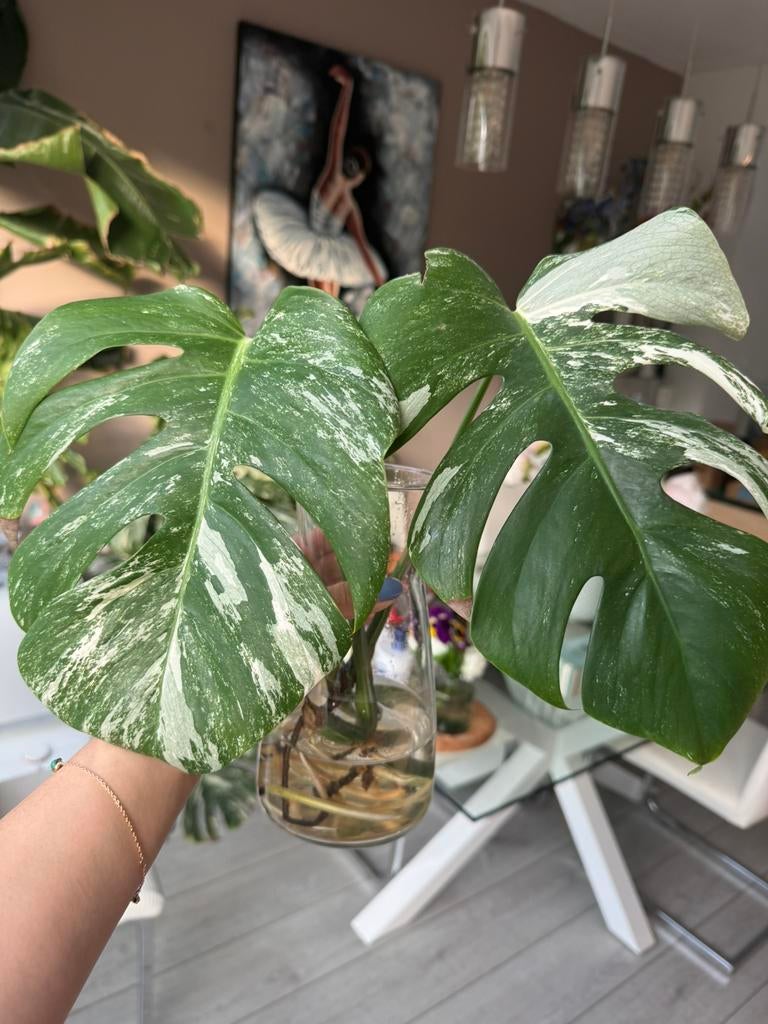 🌟Monstera albo variegata stek, Huis en Inrichting, Kamerplanten, Ophalen, Halfschaduw, Minder dan 100 cm