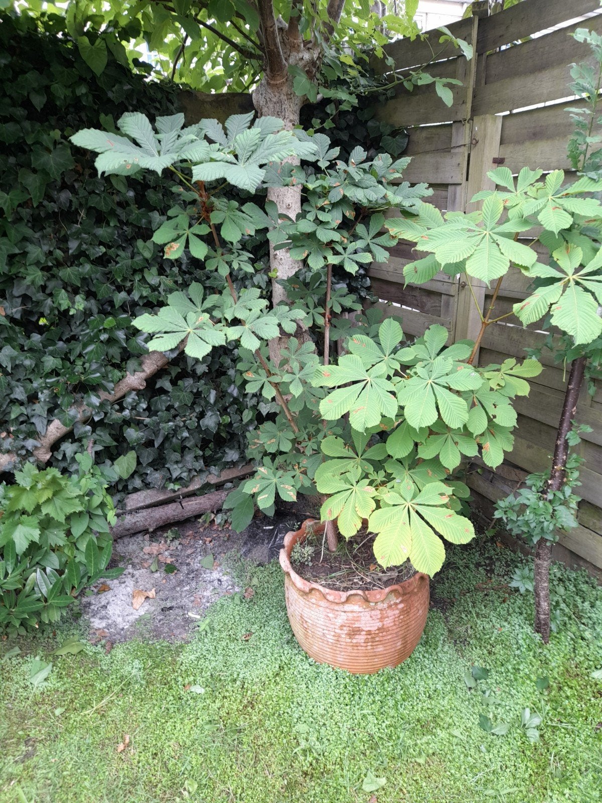 Grote terracotta bloempot met plant, Tuin en Terras, Bloempotten, Ophalen of Verzenden