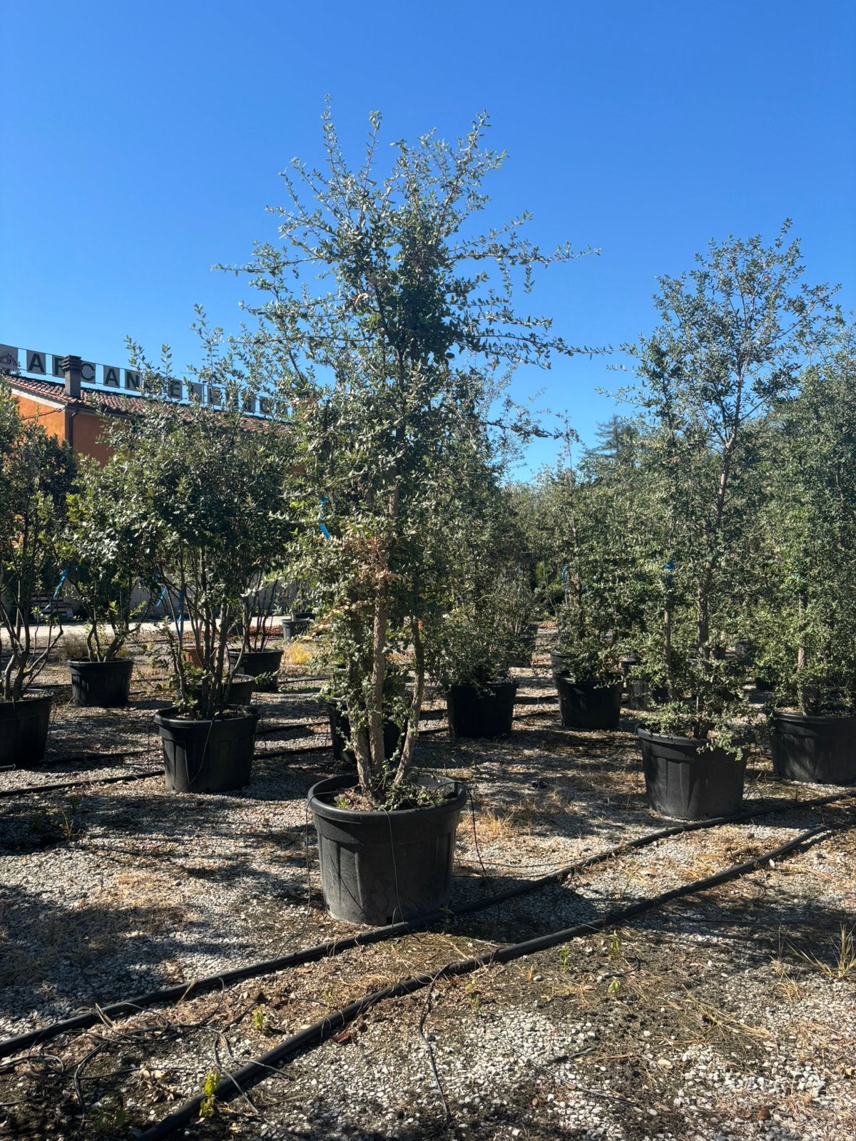 Quercus suber – Meerstammige kurkeik, Tuin en Terras, Bloeit niet, Verzenden, Overige soorten, 250 tot 400 cm