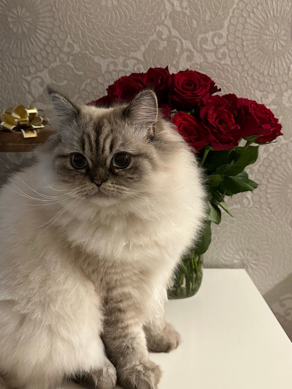 Lieve Ragdoll poes– tam, rustig & kindvriendelijk, Poes, Ontwormd, 3 tot 5 jaar
