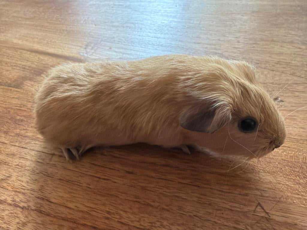 Cavia zeug (vrouw), Dieren en Toebehoren, Knaagdieren, Vrouwelijk, Cavia, April, Tam