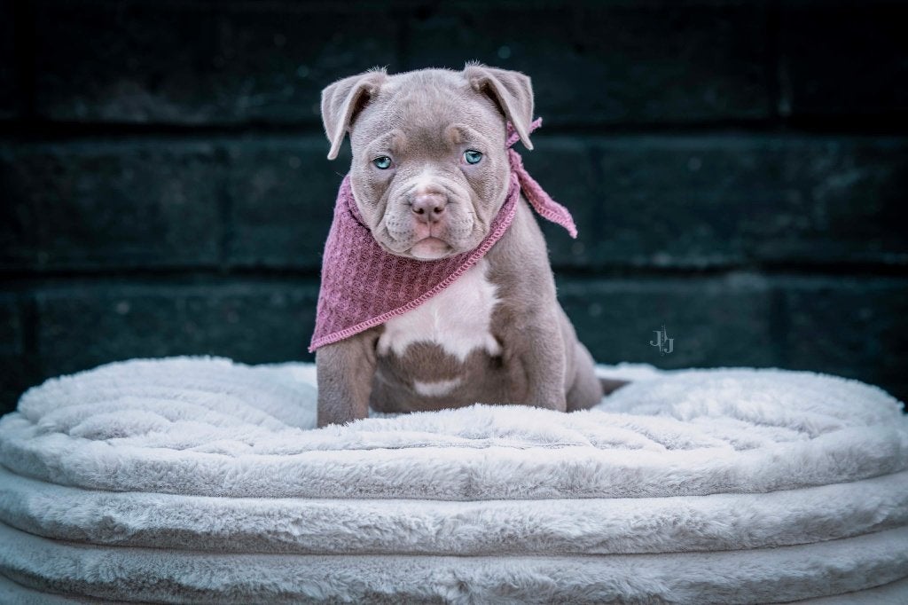 American pocket bully teefjes, België, Fokker | Hobbymatig, Overige rassen, 8 tot 15 weken