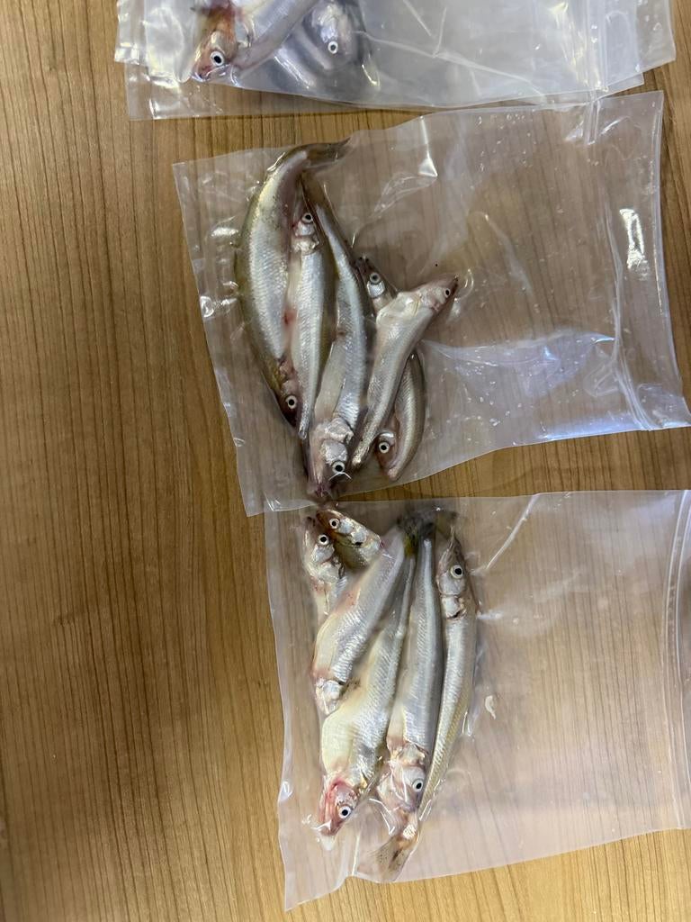 Te koop verse ingevroren spiering en voorns, Ophalen of Verzenden, Overige typen