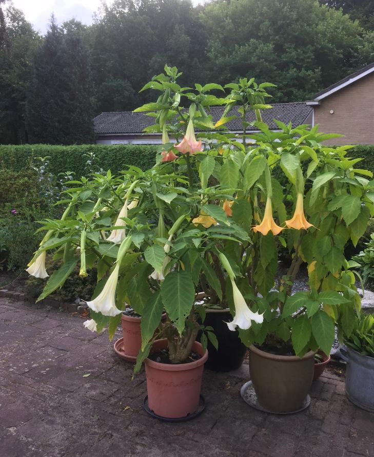 Stekken Brugmansia roze en geel, Ophalen of Verzenden, Overige soorten, Volle zon