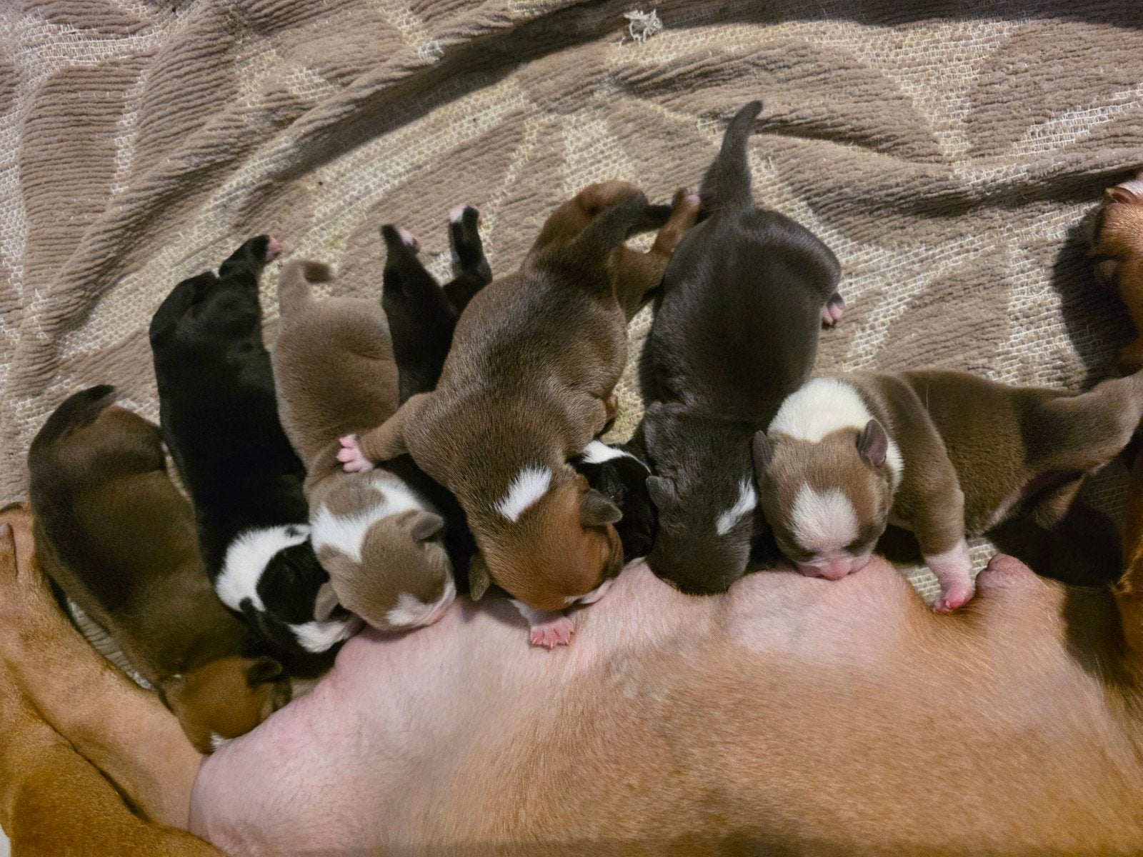 30-06-2026 Geboren american bully pocket bully, 8 tot 15 weken, Bulldog, Meerdere, Meerdere dieren