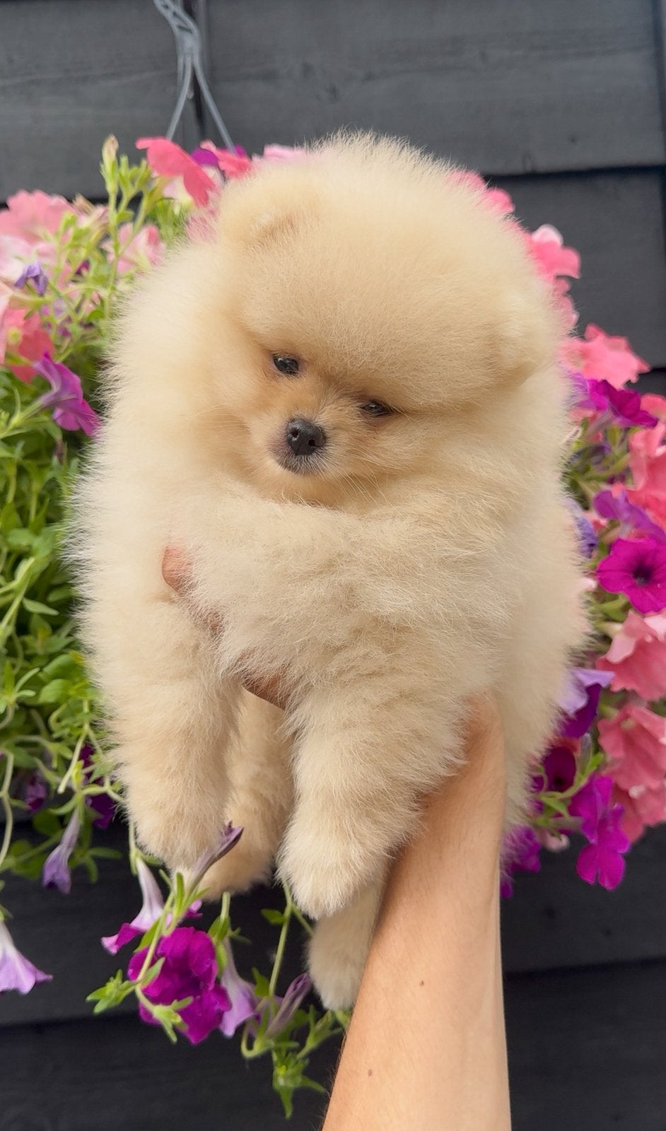 Exclusief Pomeranian reutje met showkwaliteit / NL geboren, Keeshond, Reu, 8 tot 15 weken, Eén hond