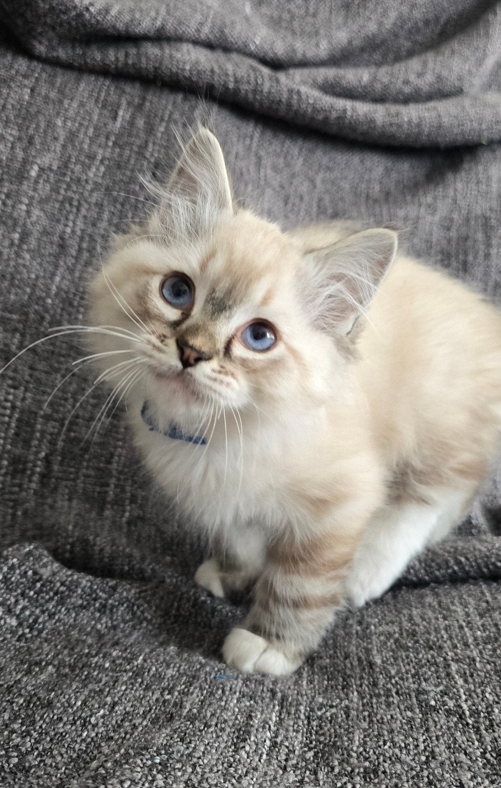 Ragdoll kitties