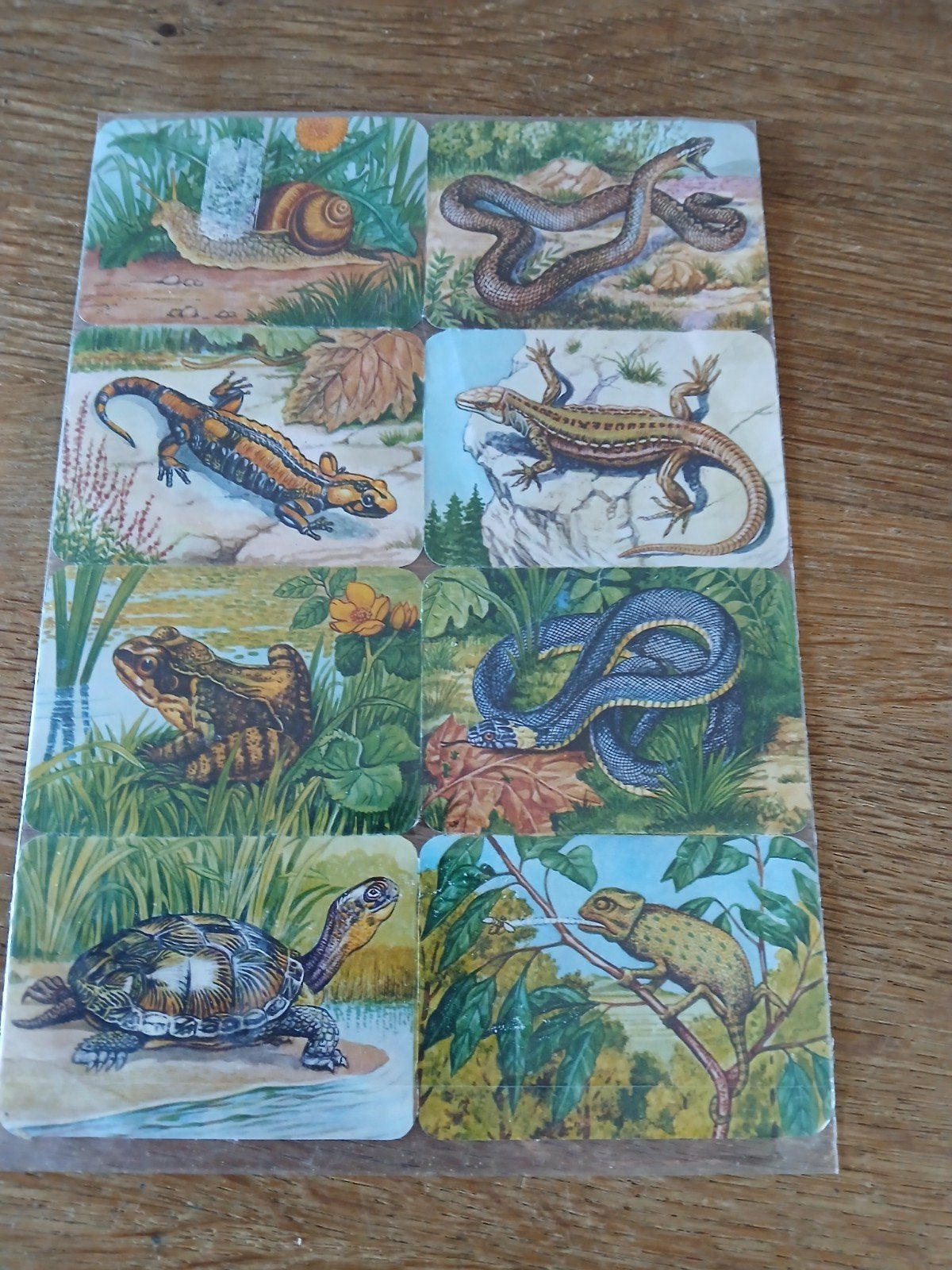 Vintage dierenkaarten - Reptielen en amfibieën, Ophalen of Verzenden, Gebruikt, Reptiel of Amfibie, Overige typen