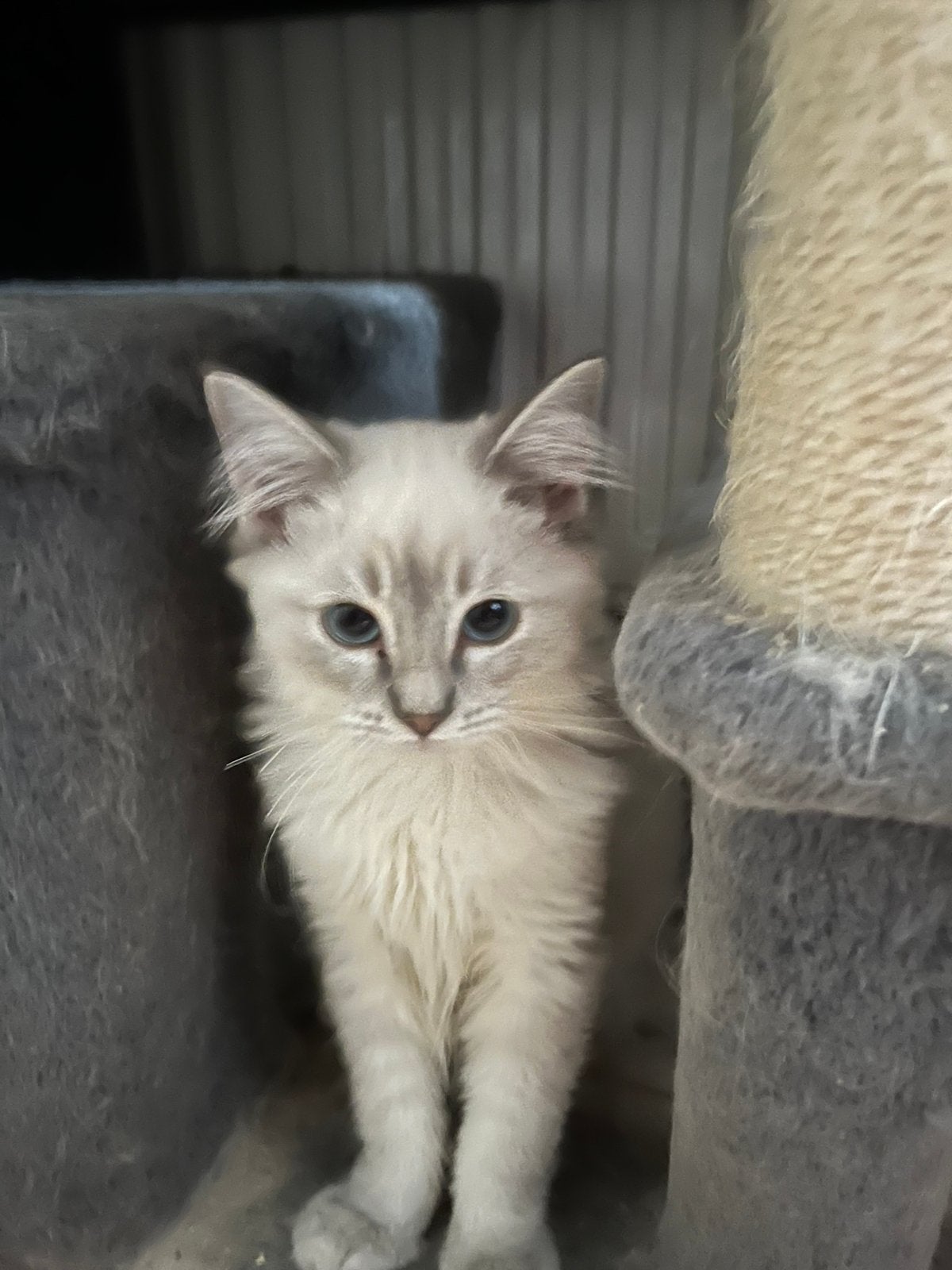 Ragdoll kittens, Dieren en Toebehoren, Meerdere dieren, Gechipt