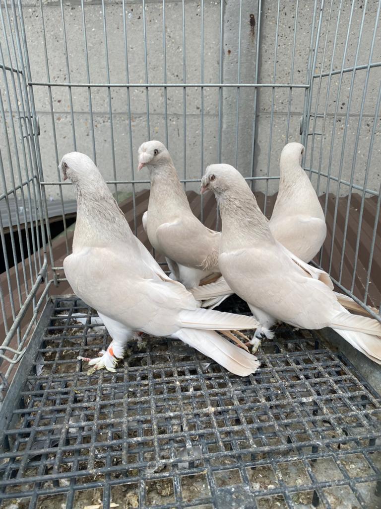 Takla güllü şampanyalar, Meerdere dieren, Postduif