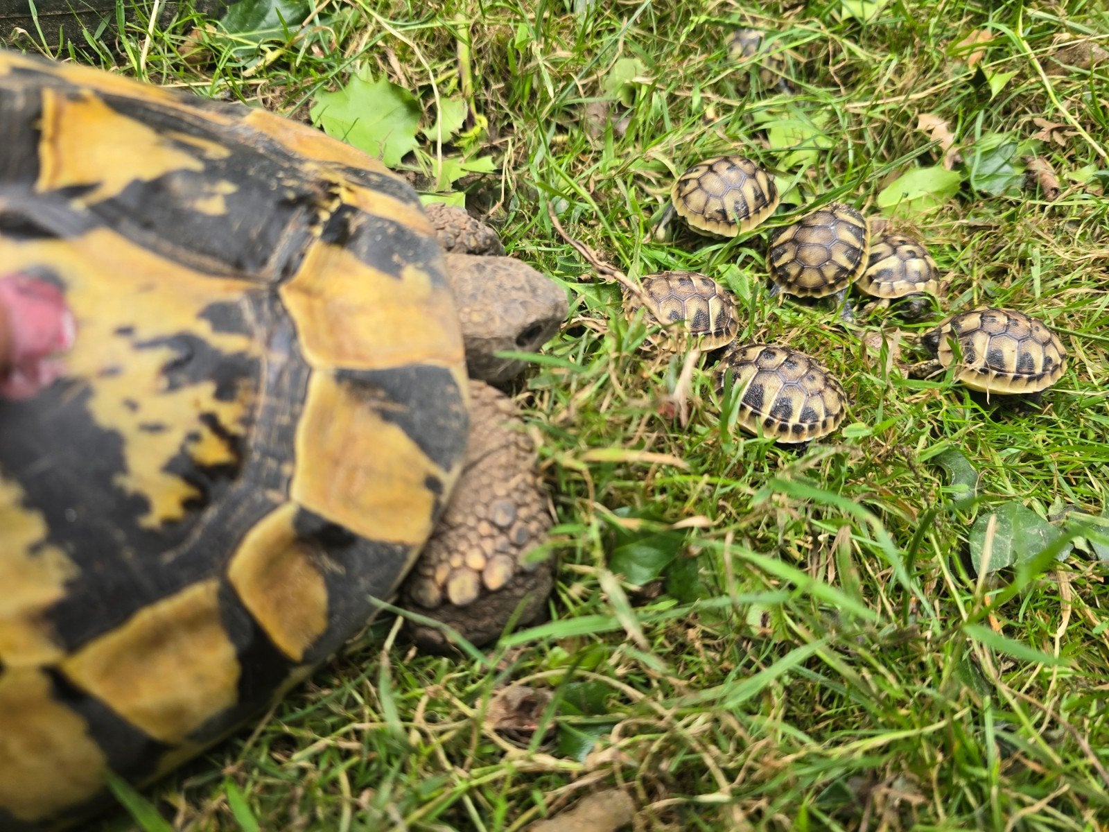 Nakweek Griekse landschildpadden Tortoise photo 2