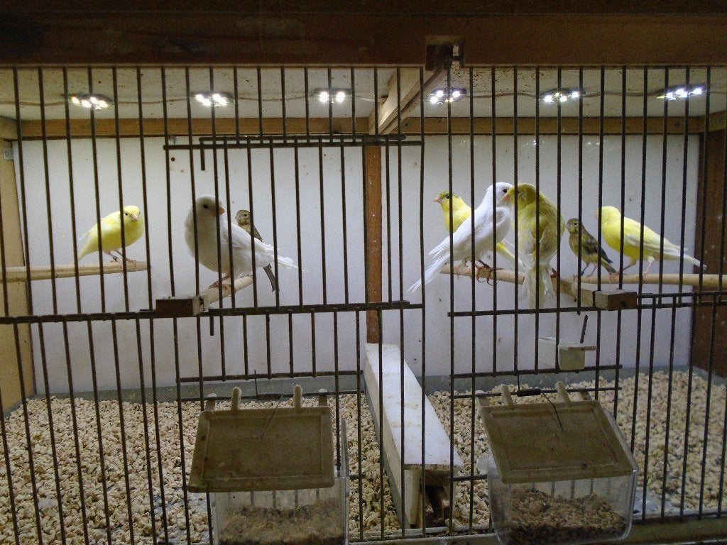 Waterslagers, Meerdere dieren, Zangkanarie