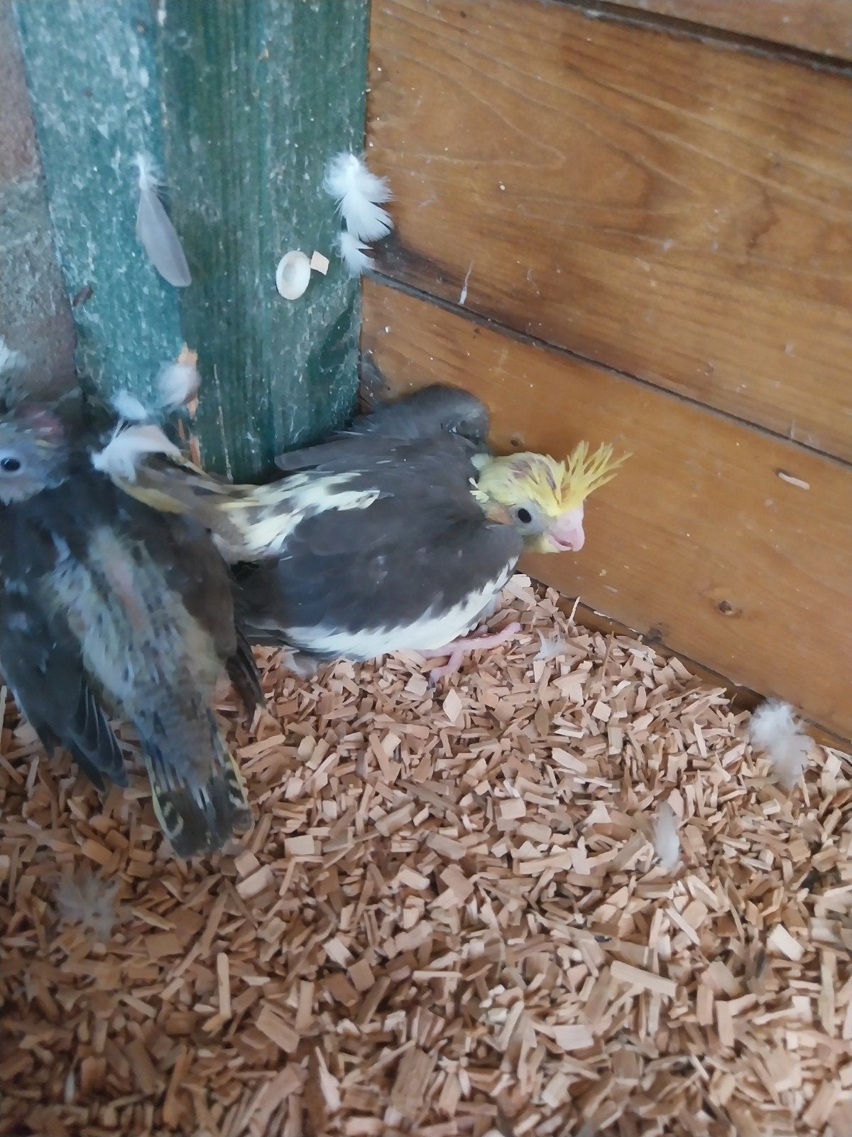 Te koop jonge valkparkieten, Dieren en Toebehoren, Vogels | Parkieten en Papegaaien, Geslacht onbekend, Parkiet, Tam