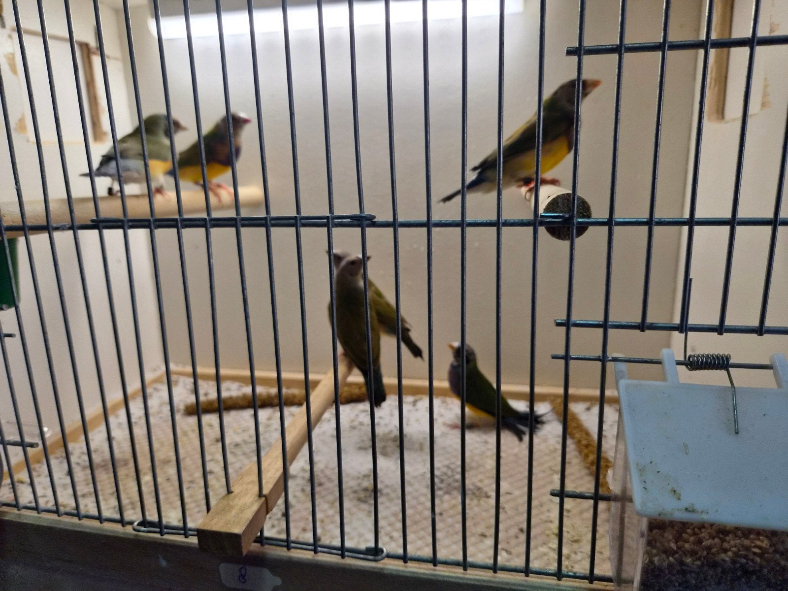 gouldamadines, Dieren en Toebehoren, Meerdere dieren, Tropenvogel, Geringd