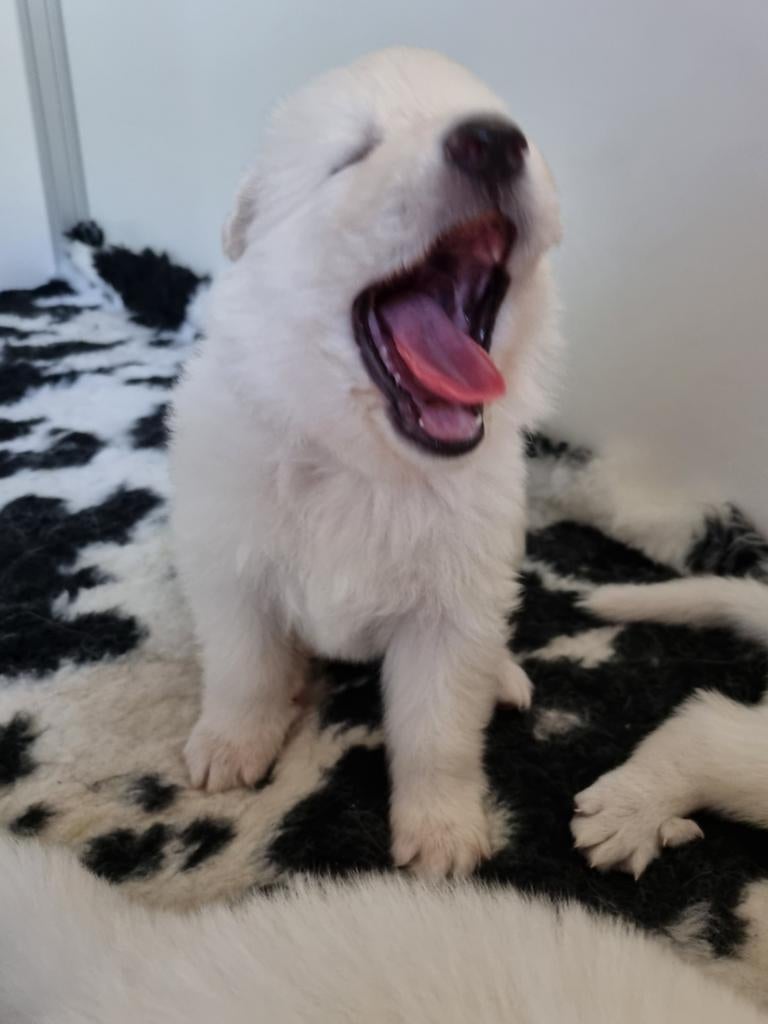 Zwitserse witte herder puppy's, 8 tot 15 weken, Parvo, Meerdere, Meerdere dieren