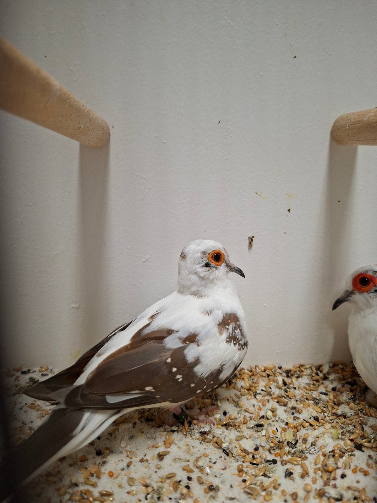 diamant duiven, Dieren en Toebehoren, Meerdere dieren, Tropenvogel, Geringd