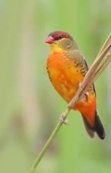 goudbuikje man, Dieren en Toebehoren, Vogels | Overige Vogels, Mannelijk, Tropenvogel