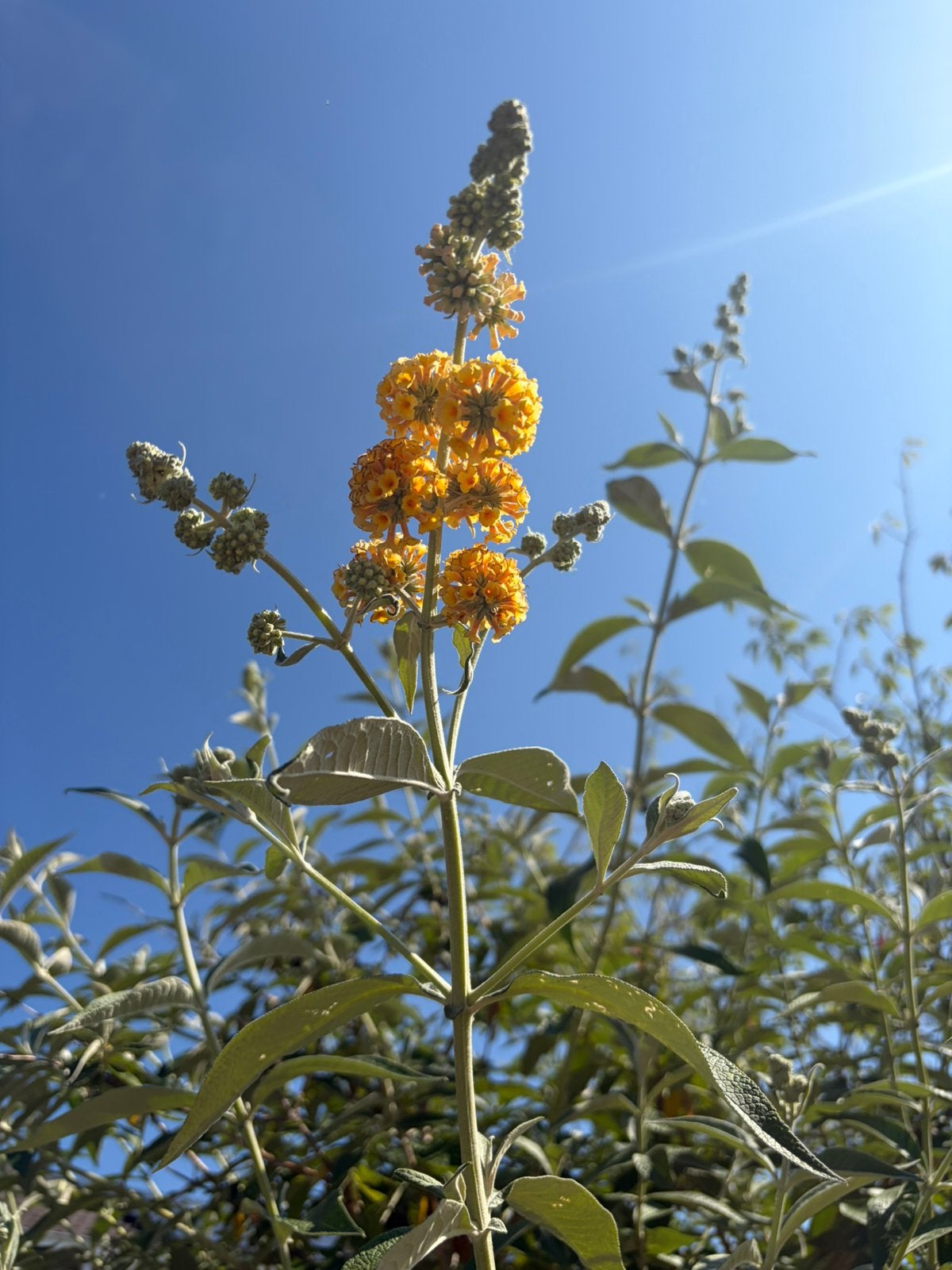 Vlinderstruik Buddleja weyeriana Sungold, Tuin en Terras, Planten | Bomen, Overige soorten, 100 tot 250 cm, Zomer, Ophalen