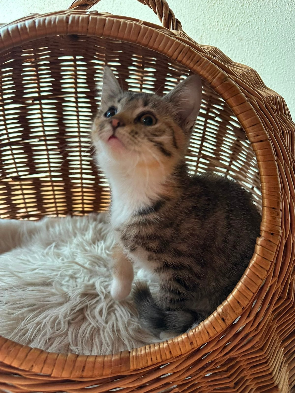 Lieve boerderijkittens te koop, Poes