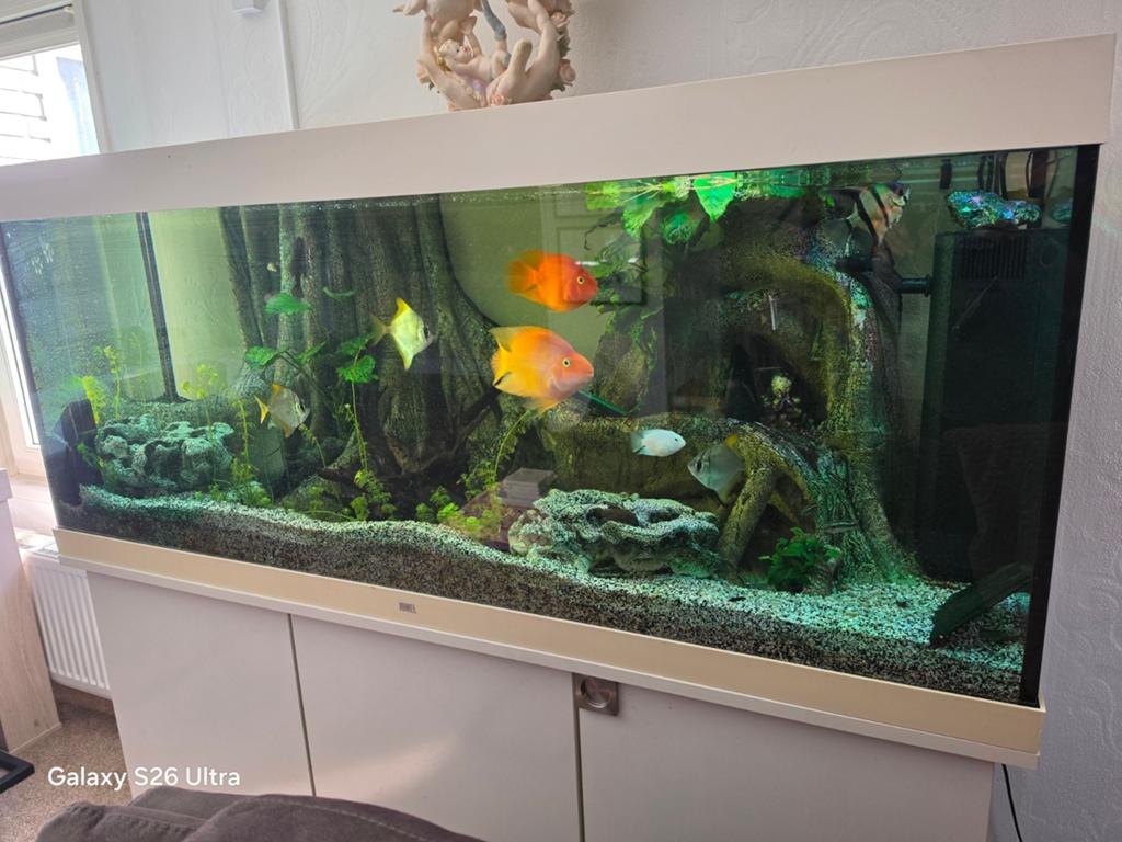 Aquarium met toebehoren incl vissen, Dieren en Toebehoren, Ophalen, Gevuld zoetwateraquarium