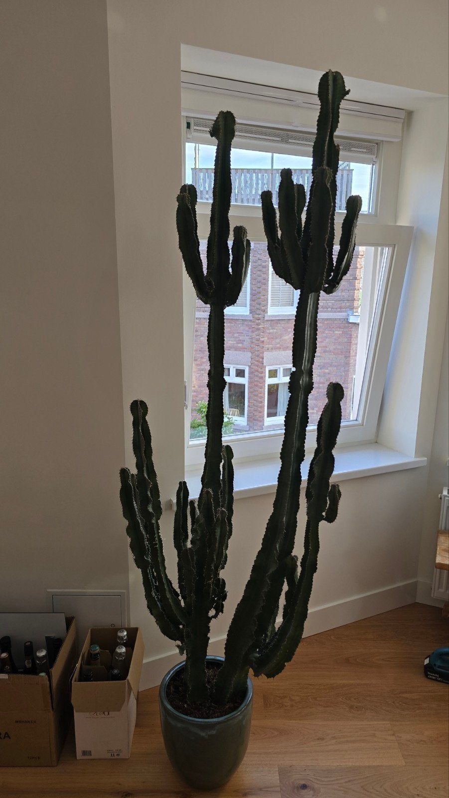 Grote Cactus met Mooie Pot, Ophalen, 200 cm of meer, In pot, Cactus