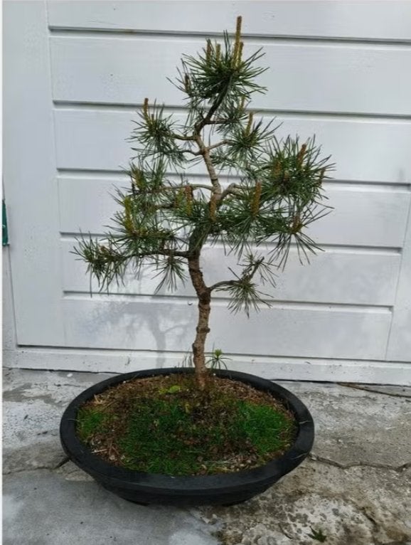 Bonsai Pinus Sylvestris (Noorse), Tuin en Terras, Planten | Bomen, Bloeit niet, Halfschaduw, Overige soorten, Minder dan 100 cm