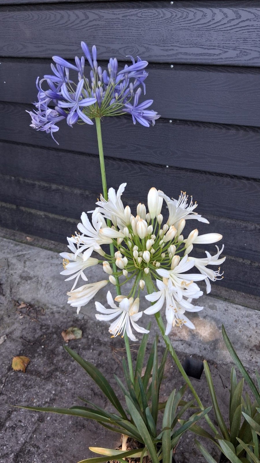 Agapanthus/ Afrikaanse lelie in pot, Ophalen, Overige soorten, Volle zon