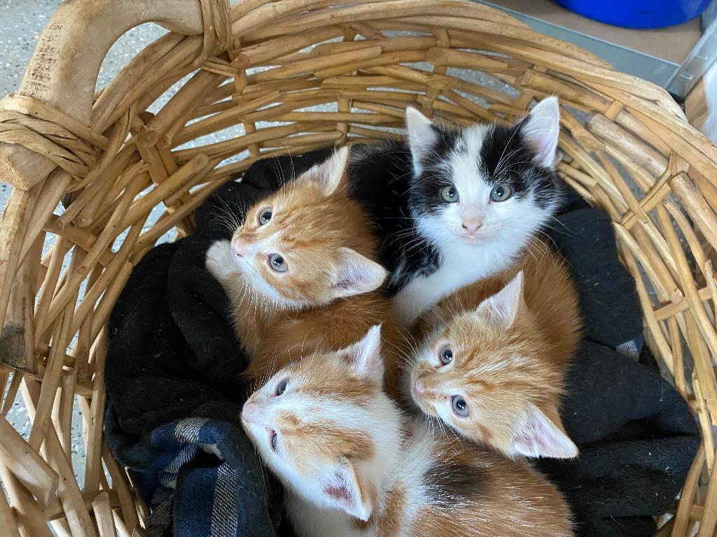 kittens, Meerdere dieren, Kortharig, 0 tot 2 jaar