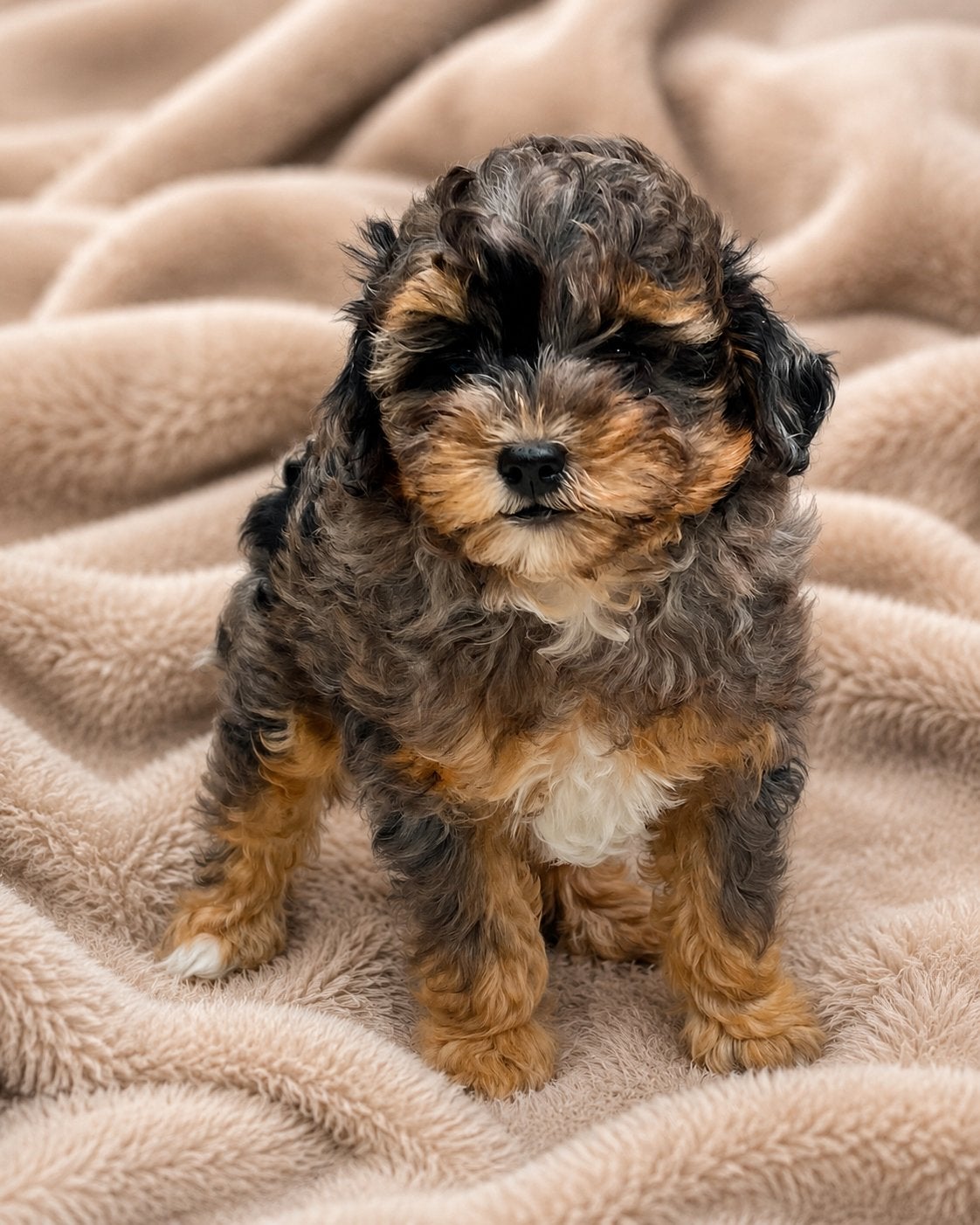 Maltipoo, Parvo, 8 tot 15 weken, Meerdere, Meerdere dieren