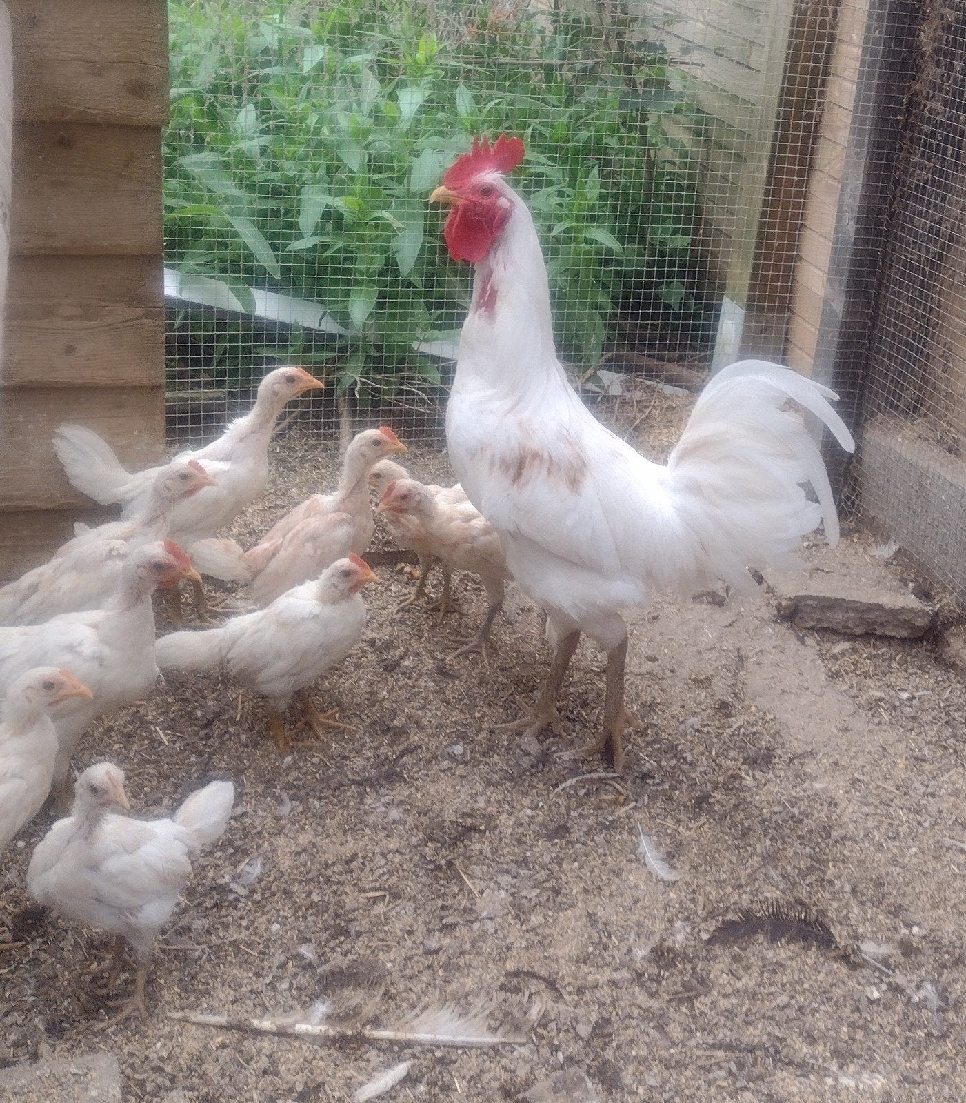 Te Koop: jonge lach kippen., Dieren en Toebehoren, Meerdere dieren, Kip