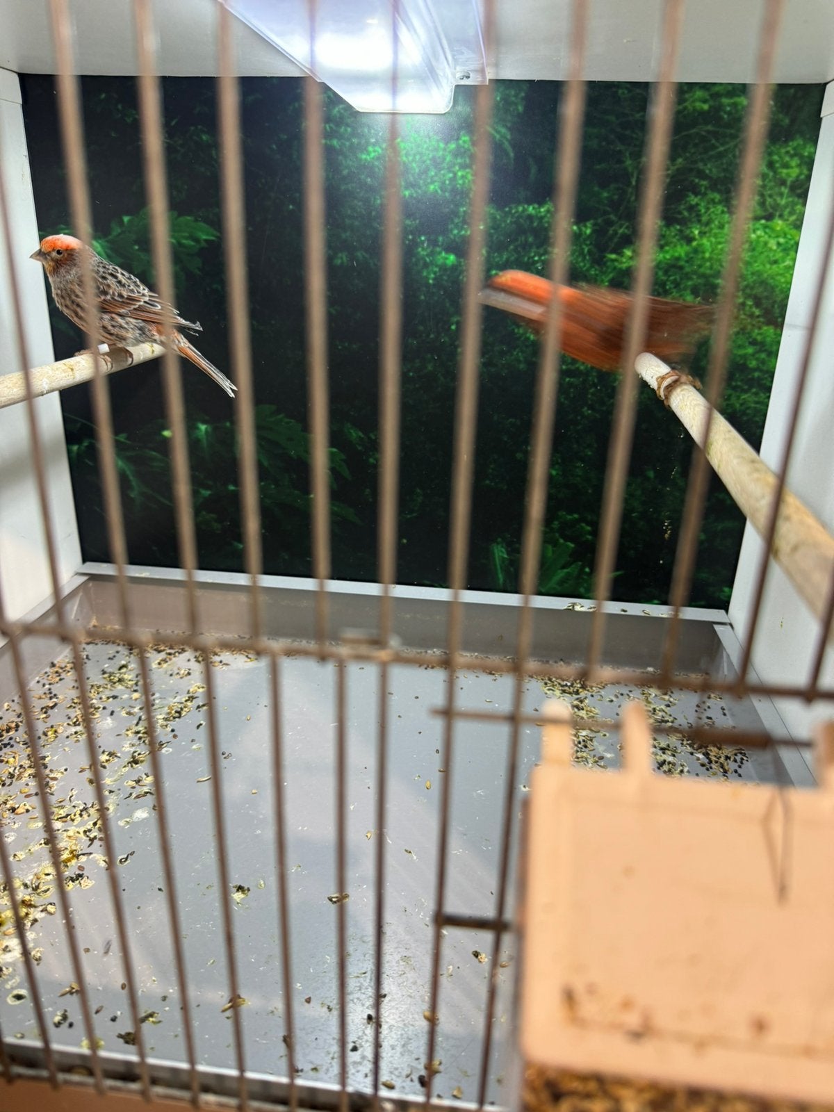 Rood Glizard, Dieren en Toebehoren, Vogels | Kanaries, Vrouwelijk, Kleurkanarie
