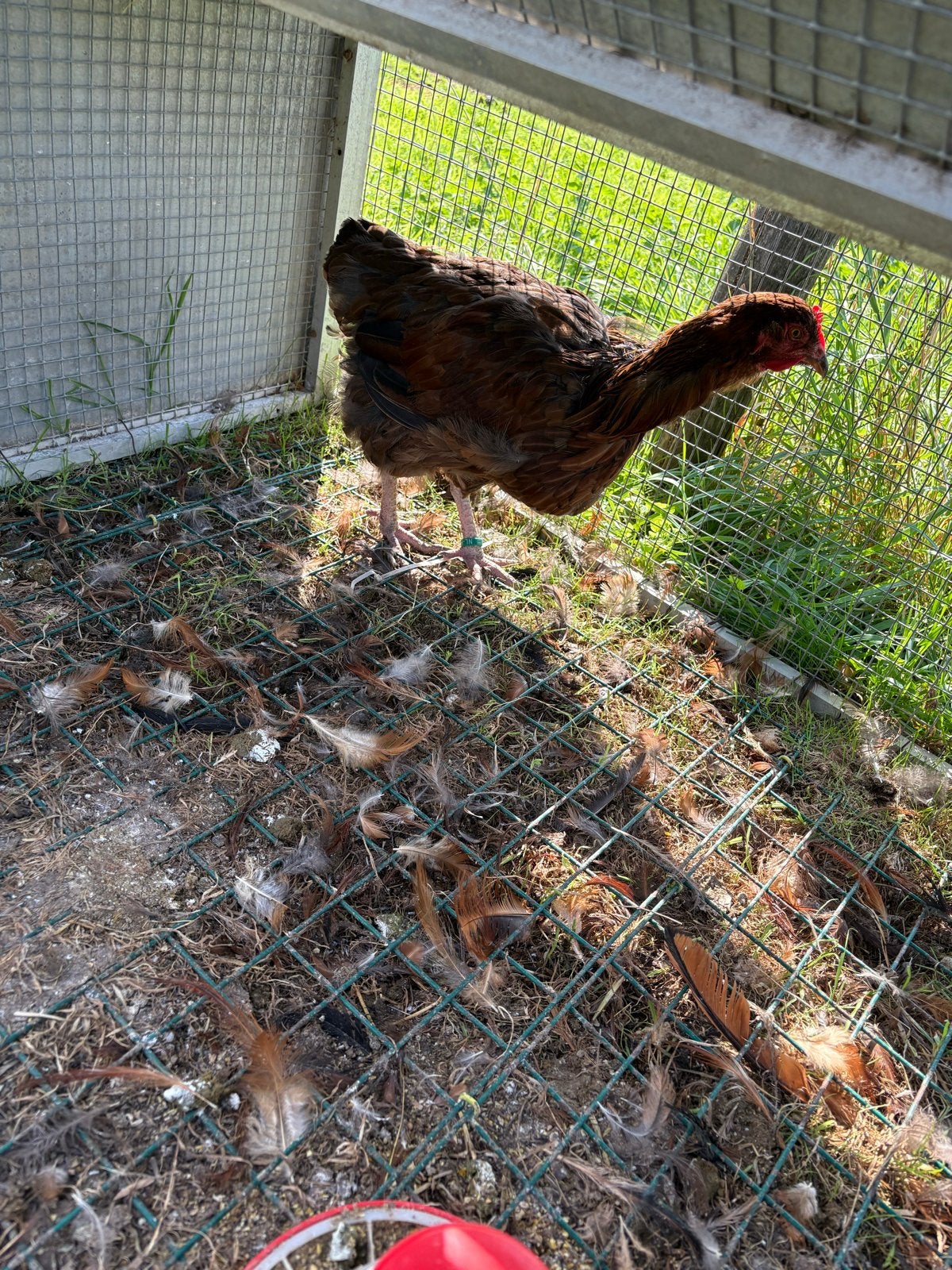 Mooie grote haan en hen, Dieren en Toebehoren, Meerdere dieren, Kip