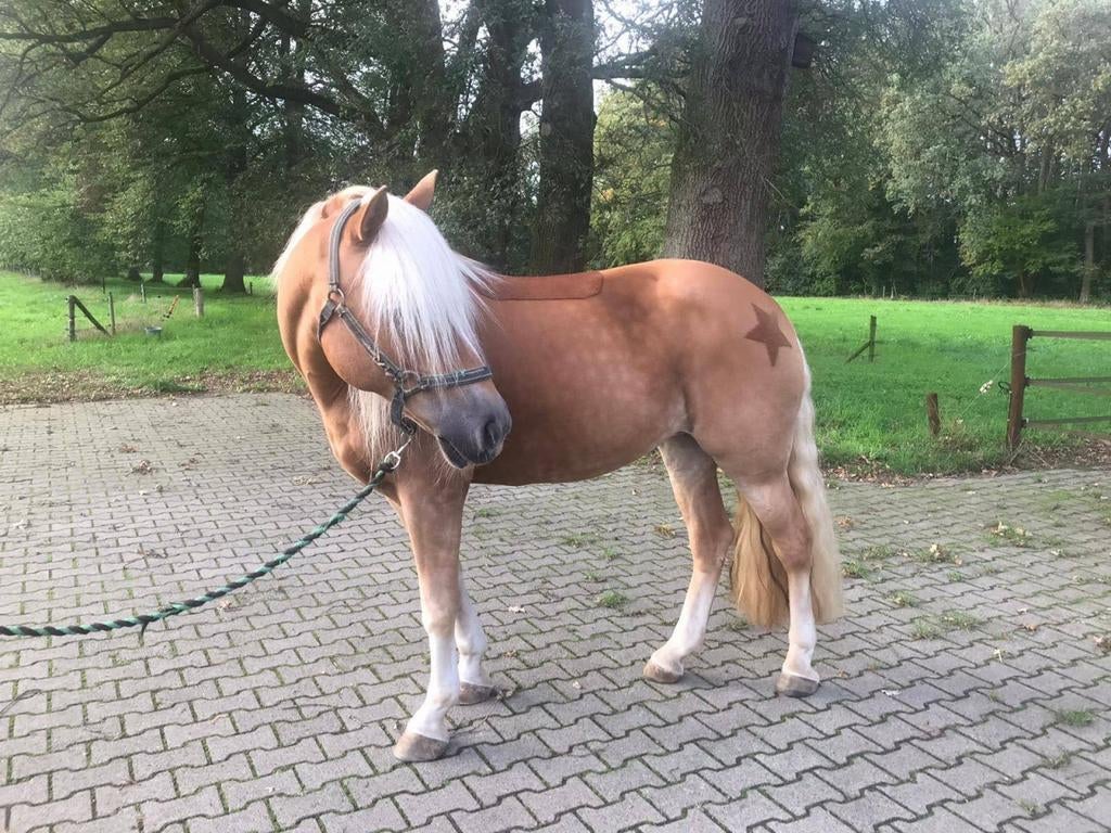 Paarden Scheren NL /DE | Professioneel paardenscheerster, Verzorging of Verzorgpony's