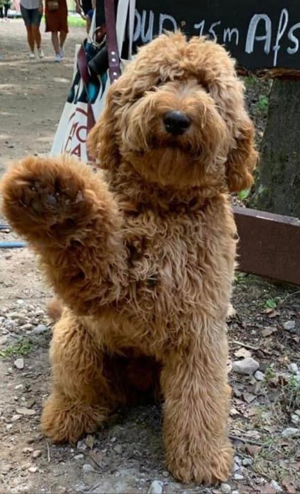 AUSTRALIAN LABRADOODLE ERVAREN DEKREU PUK, Reu, Parvo, Eén hond, 3 tot 5 jaar