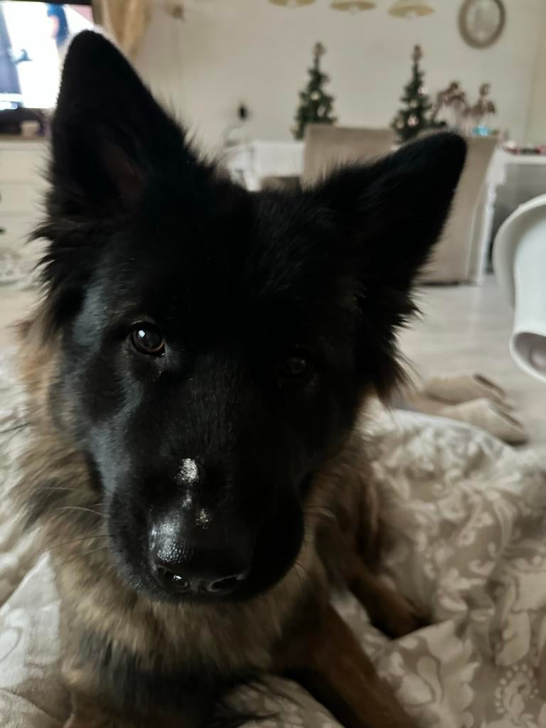 Helaas ze is leeg amerikaanse akita x oud duitse herder, Parvo, 8 tot 15 weken, Groot, Meerdere
