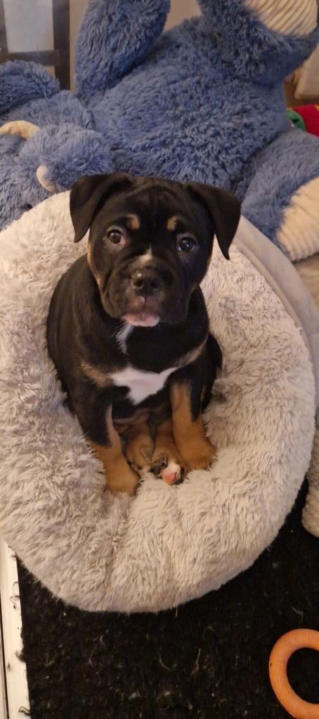 Old englisch bulldog teefje mag nest verlaten!, 8 tot 15 weken, Parvo, Bulldog, Meerdere