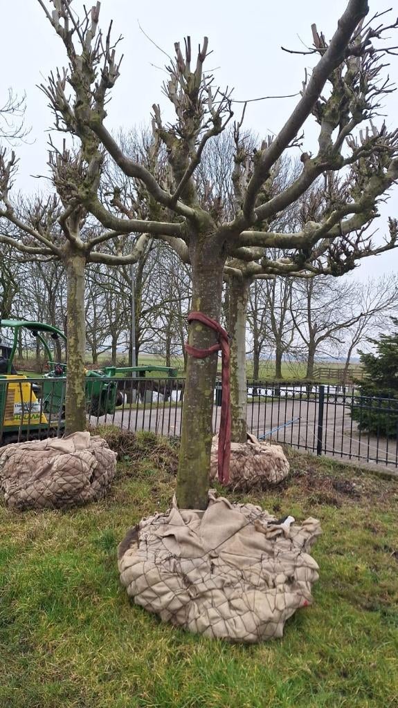 Set van 3 mooie volwassen dakplatanen, sierbomen, laanbomen, Tuin en Terras, Planten | Bomen, Ophalen, Bloeit niet, Halfschaduw