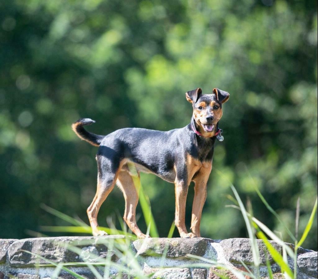 Zeer unieke black en tan boerenfox ter dekking!, Dieren en Toebehoren, Parvo, Reu, Eén hond, 3 tot 5 jaar