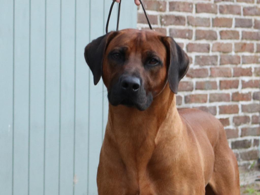 Rhodesian Ridgeback dekreu met stamboom, Dieren en Toebehoren, Honden | Beagles, Bassets en Lopende honden, België, Fokker | Hobbymatig