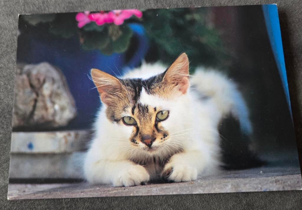 Mooie witte poes met grijs snuitje, Verzenden, 1980 tot heden, Ongelopen, Hond of Kat