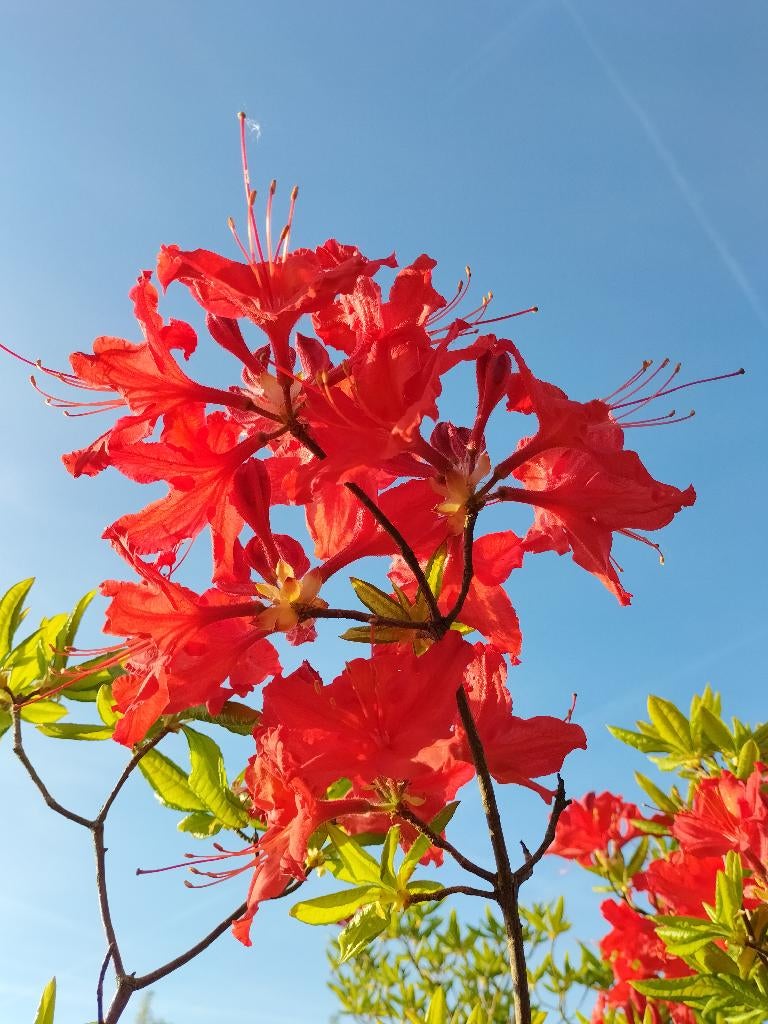 Azalea molis, Overige soorten, 100 tot 250 cm, Zomer, Ophalen