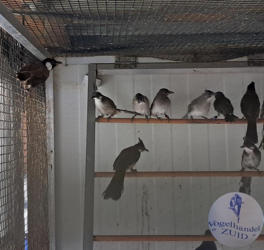 Ver en inkoop div vogels 🐦🐦🐦🐦🐦🐦🐦🐦🐦, Meerdere dieren, Tropenvogel, Geringd