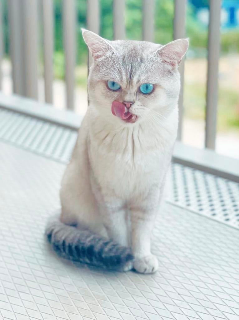 Britse korthaar DEKKATER,  Silver Tipped met blauwe ogen., Dieren en Toebehoren, 0 tot 2 jaar
