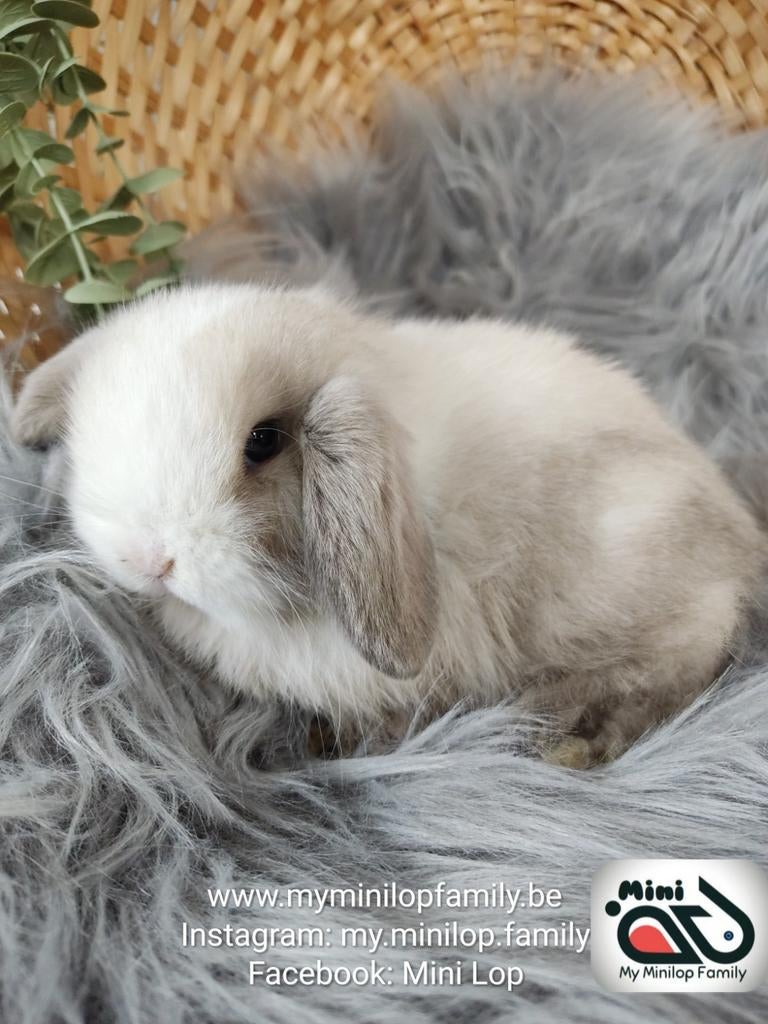 Raszuiver baby minilop konijn ram (transport mogelijk), Dieren en Toebehoren, Konijnen, Mannelijk, Dwerg, Hangoor, 0 tot 2 jaar