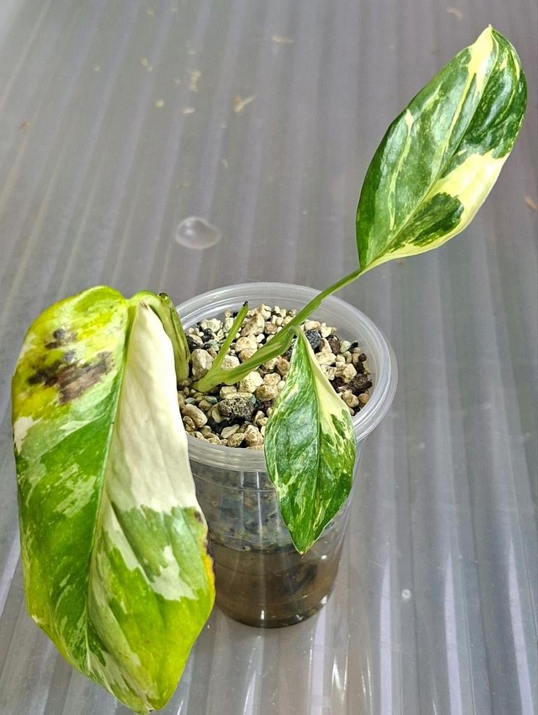 Monstera lechleriana variagata, Huis en Inrichting, Kamerplanten, Ophalen of Verzenden