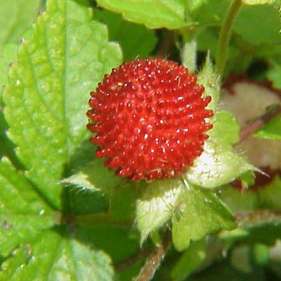 bosaardbei, of Fragaria Vesca schijnaardbei sieraardbei, Overige soorten, Volle zon, Vaste plant, Ophalen of Verzenden