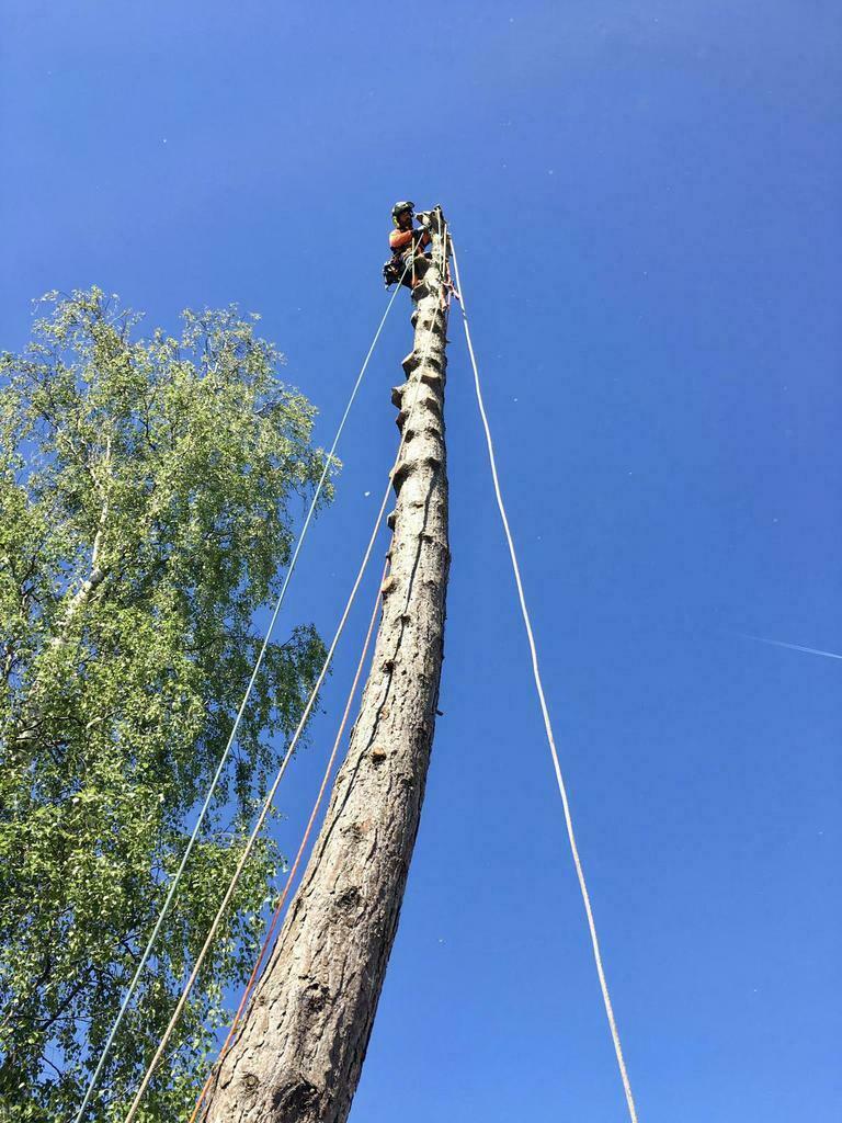 Goedkoop Bomen Snoeien en Kappen dmv Klimtechniek, grondwerk