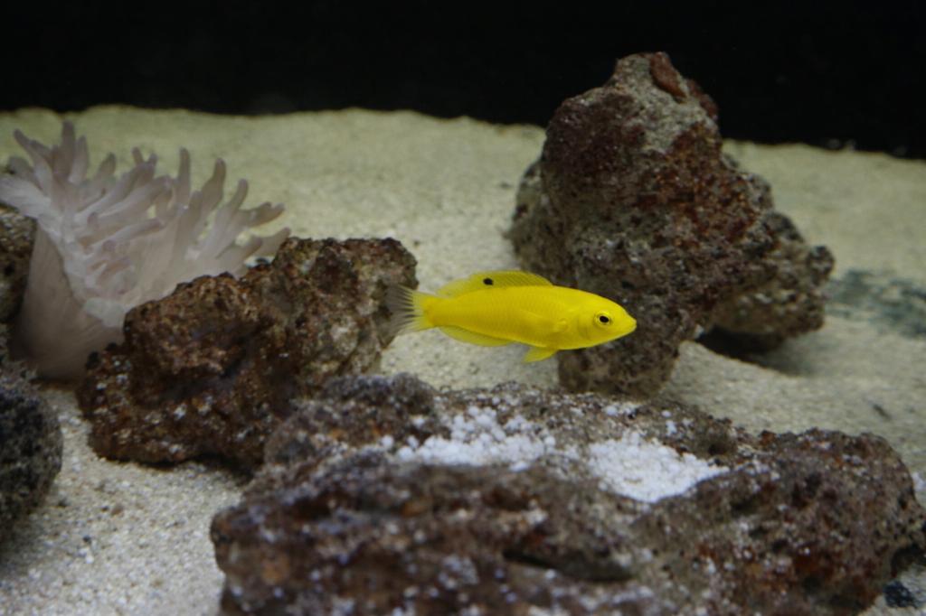 Gele lipvis (Halichoeres chrysus), Dieren en Toebehoren, Vissen | Aquariumvissen, Vis, Zoutwatervis