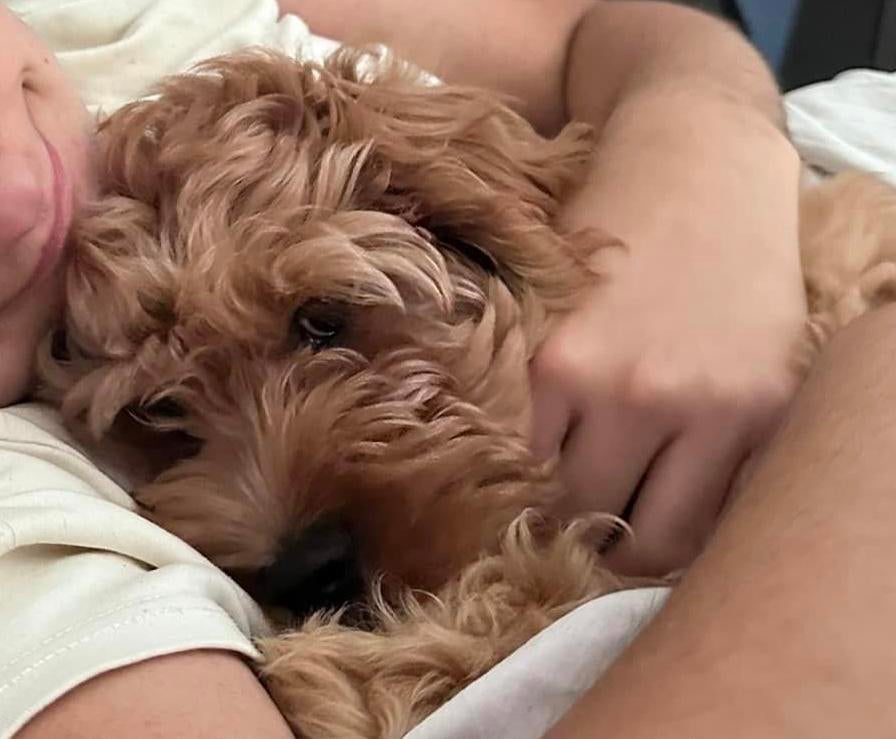 MINI Labradoodle CUDDLEWELLRANCH ❤️pupje mag nu verhuizen ❤️, Dieren en Toebehoren, Parvo, Overige rassen, 8 tot 15 weken, Meerdere