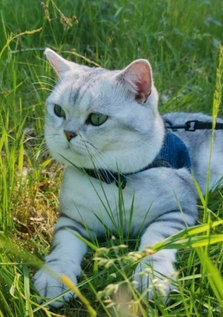 Britse Korthaar BlackSilver Blotched Dekkater Stamboom, 3 tot 5 jaar